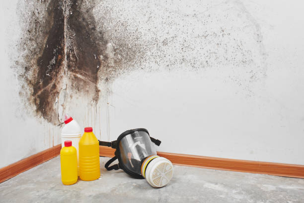 Best Mold Remediation for Specific Building Types in Benwood, WV
