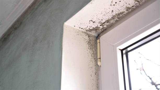 Best HVAC Mold Remediation in Benwood, WV