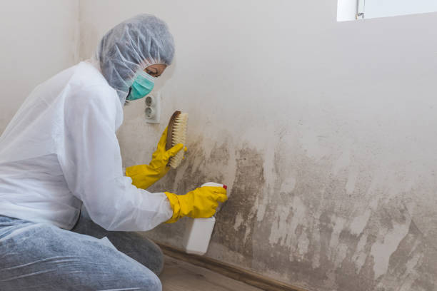 Best Basement Mold Remediation in Benwood, WV