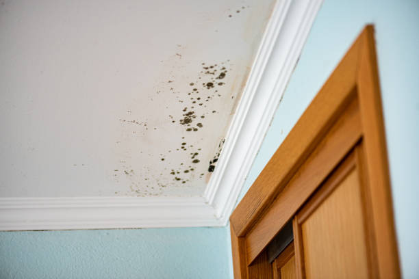 Best Bathroom Mold Remediation in Benwood, WV