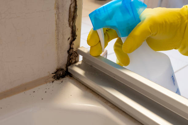 Best Commercial Mold Remediation in Benwood, WV