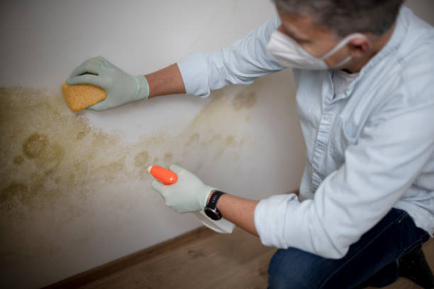 Best Residential Mold Remediation in Benwood, WV