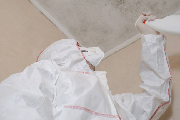 Best Insurance-Related Mold Remediation in Benwood, WV