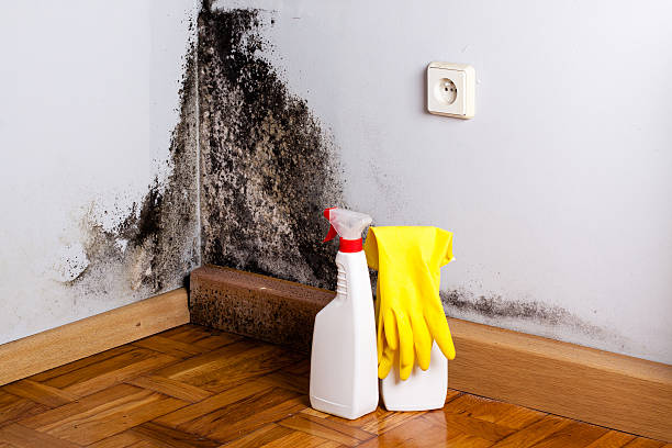 Best Attic Mold Remediation in Benwood, WV